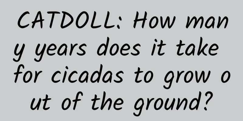CATDOLL: How many years does it take for cicadas to grow out of the ground?