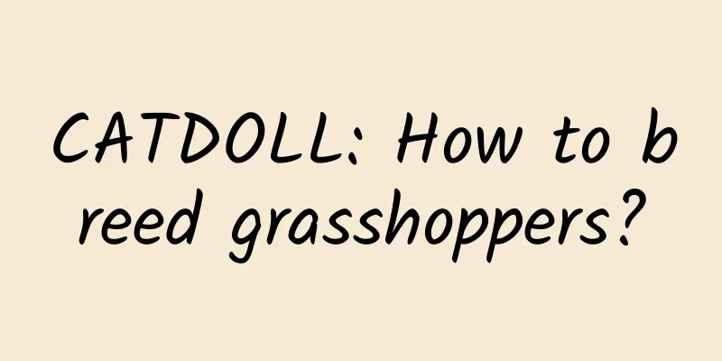 CATDOLL: How to breed grasshoppers?