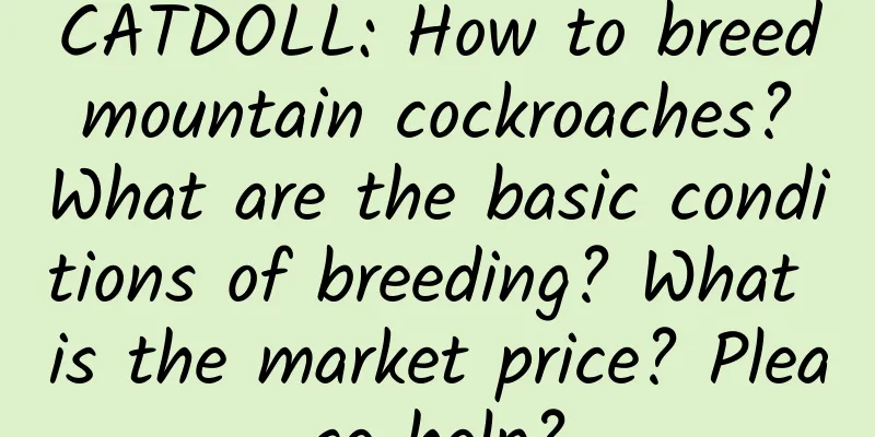 CATDOLL: How to breed mountain cockroaches? What are the basic conditions of breeding? What is the market price? Please help?