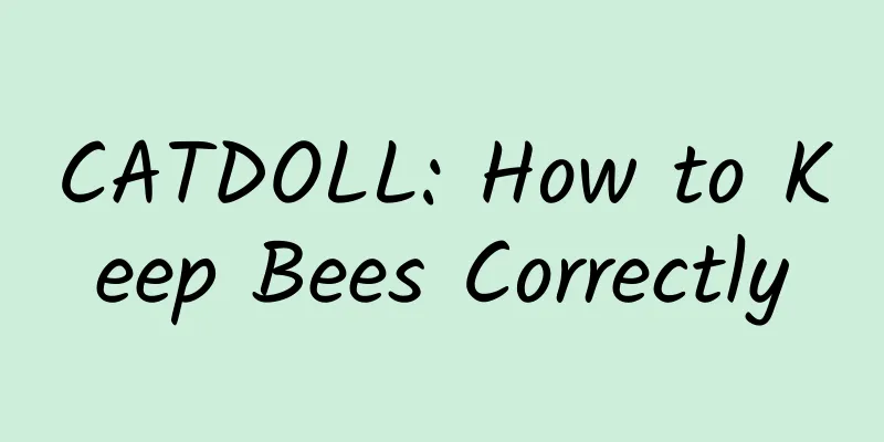 CATDOLL: How to Keep Bees Correctly