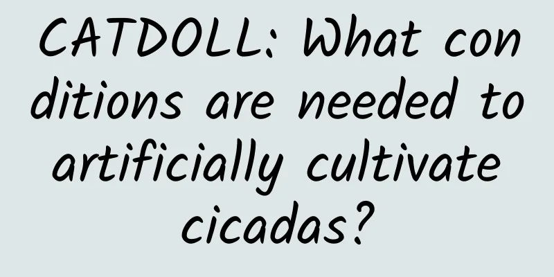 CATDOLL: What conditions are needed to artificially cultivate cicadas?