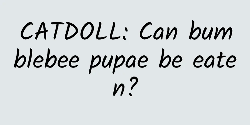 CATDOLL: Can bumblebee pupae be eaten?