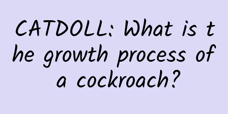 CATDOLL: What is the growth process of a cockroach?