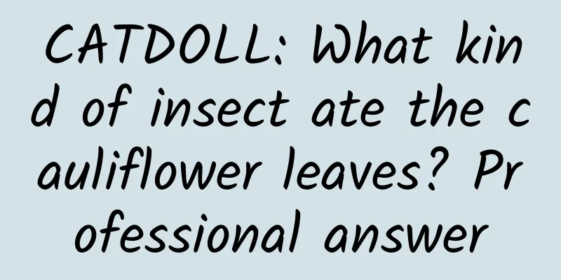 CATDOLL: What kind of insect ate the cauliflower leaves? Professional answer