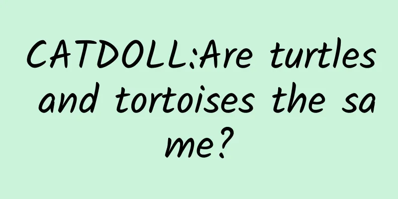 CATDOLL:Are turtles and tortoises the same?