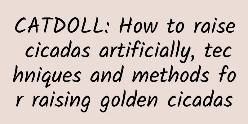 CATDOLL: How to raise cicadas artificially, techniques and methods for raising golden cicadas