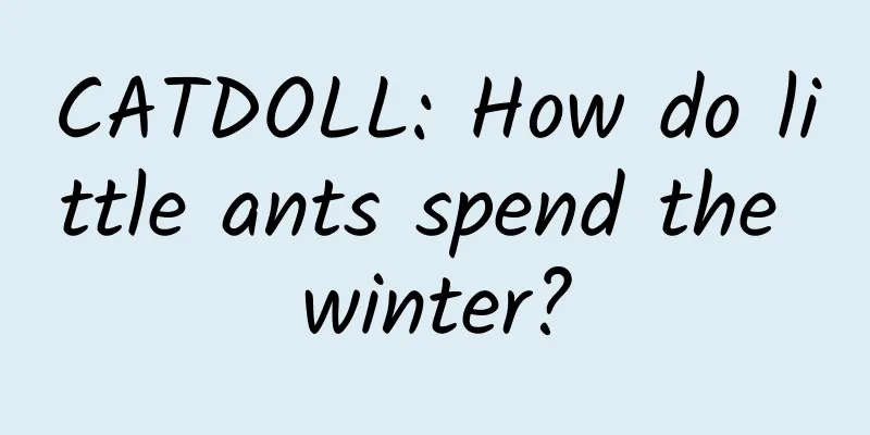 CATDOLL: How do little ants spend the winter?