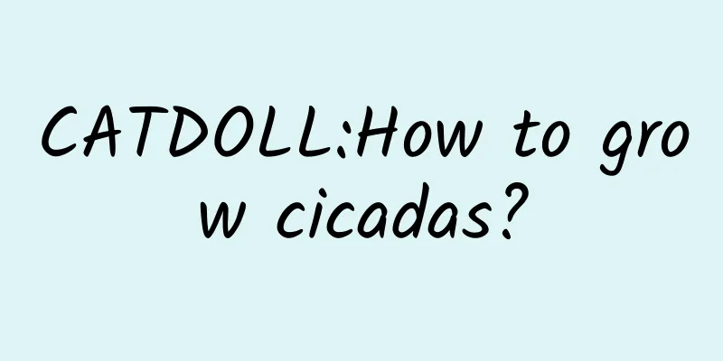 CATDOLL:How to grow cicadas?