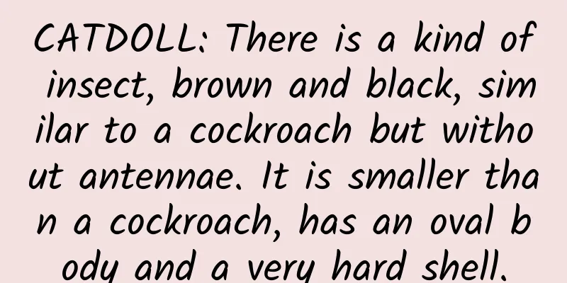 CATDOLL: There is a kind of insect, brown and black, similar to a cockroach but without antennae. It is smaller than a cockroach, has an oval body and a very hard shell.