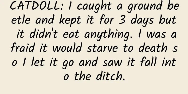 CATDOLL: I caught a ground beetle and kept it for 3 days but it didn't eat anything. I was afraid it would starve to death so I let it go and saw it fall into the ditch.