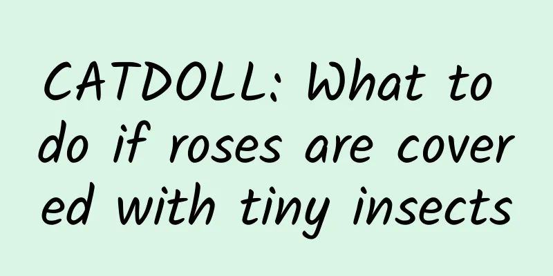 CATDOLL: What to do if roses are covered with tiny insects