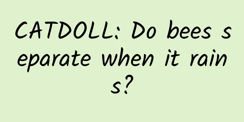 CATDOLL: Do bees separate when it rains?