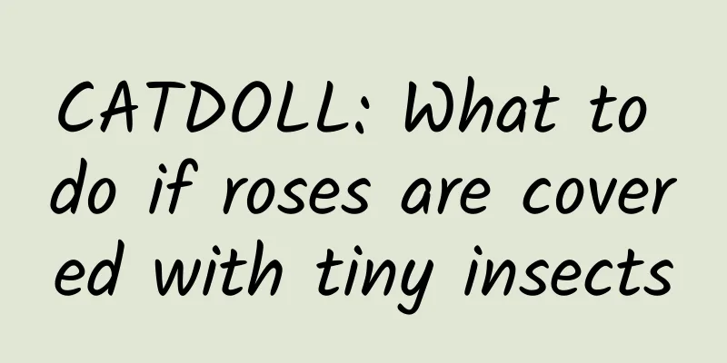 CATDOLL: What to do if roses are covered with tiny insects