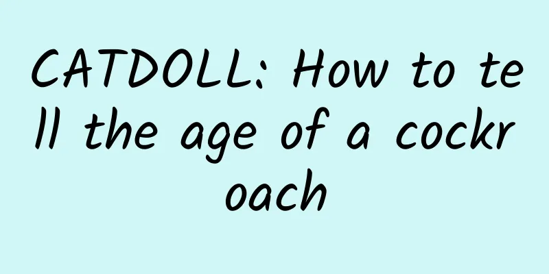 CATDOLL: How to tell the age of a cockroach