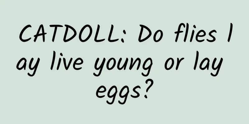 CATDOLL: Do flies lay live young or lay eggs?