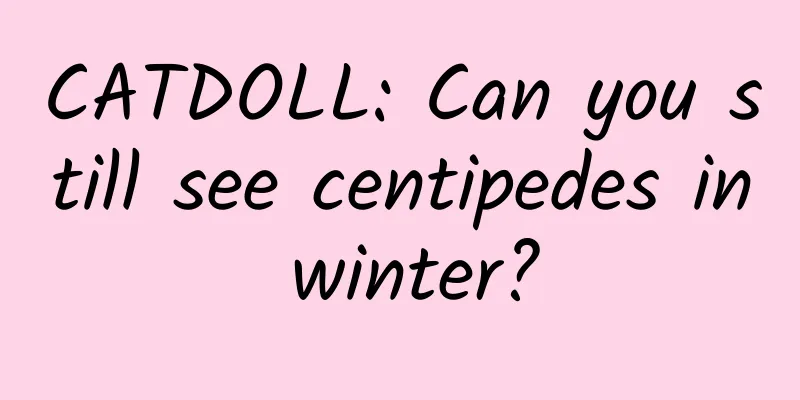 CATDOLL: Can you still see centipedes in winter?