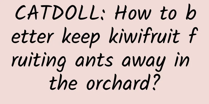 CATDOLL: How to better keep kiwifruit fruiting ants away in the orchard?