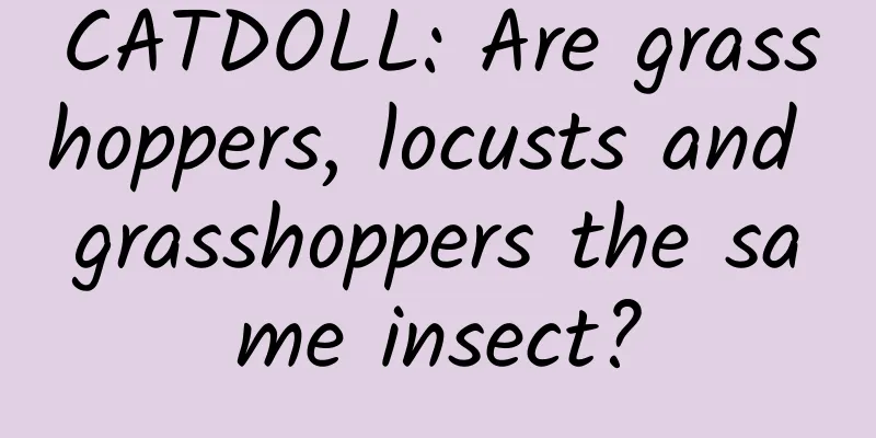 CATDOLL: Are grasshoppers, locusts and grasshoppers the same insect?