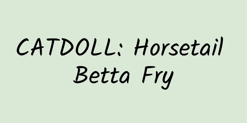 CATDOLL: Horsetail Betta Fry