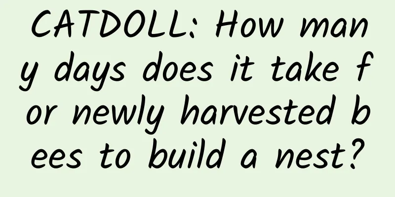 CATDOLL: How many days does it take for newly harvested bees to build a nest?