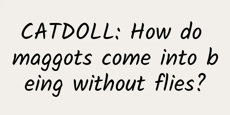 CATDOLL: How do maggots come into being without flies?