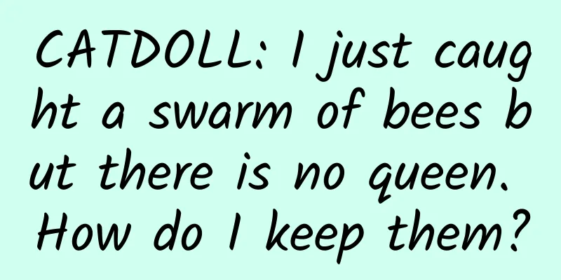 CATDOLL: I just caught a swarm of bees but there is no queen. How do I keep them?