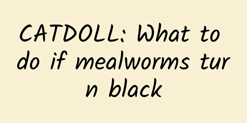 CATDOLL: What to do if mealworms turn black