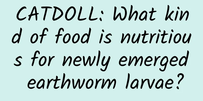 CATDOLL: What kind of food is nutritious for newly emerged earthworm larvae?