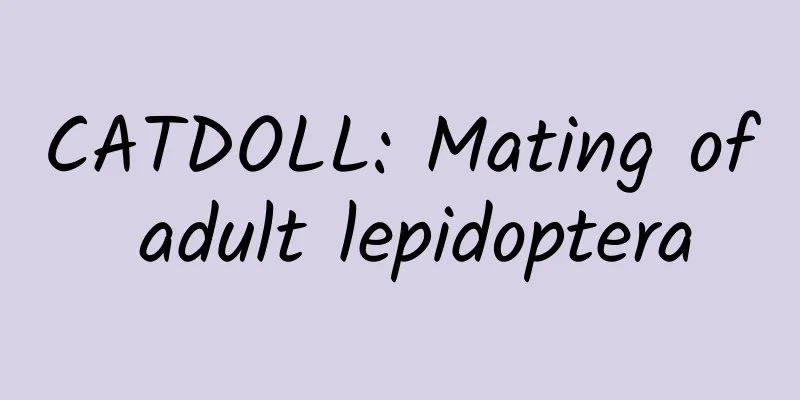 CATDOLL: Mating of adult lepidoptera