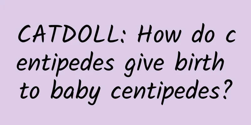 CATDOLL: How do centipedes give birth to baby centipedes?