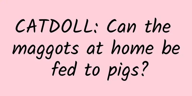 CATDOLL: Can the maggots at home be fed to pigs?