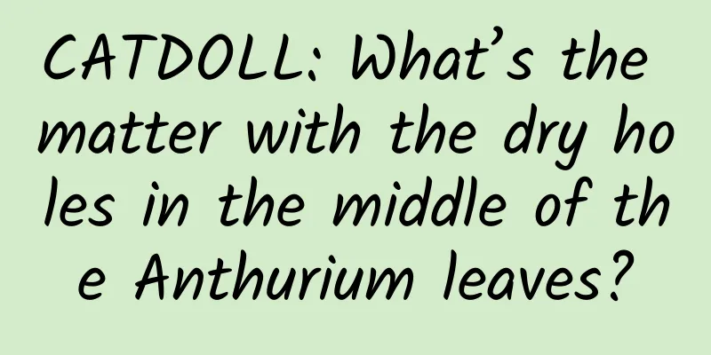 CATDOLL: What’s the matter with the dry holes in the middle of the Anthurium leaves?