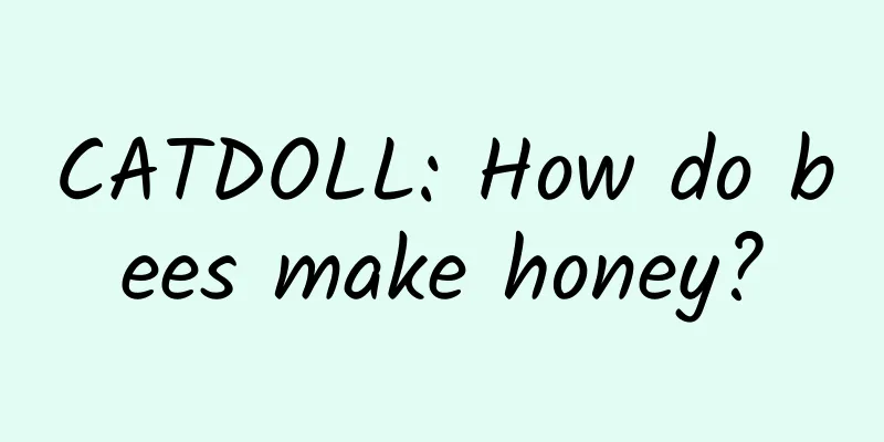 CATDOLL: How do bees make honey?