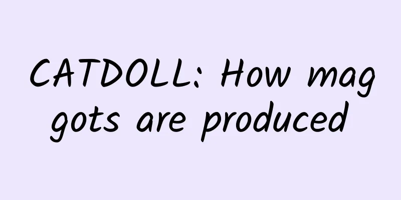 CATDOLL: How maggots are produced