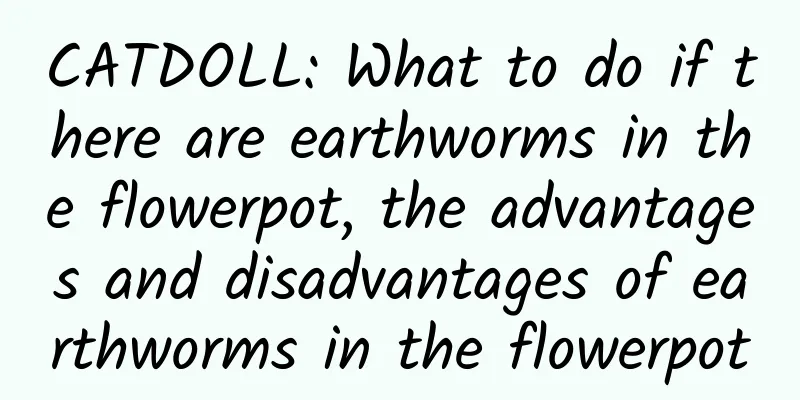 CATDOLL: What to do if there are earthworms in the flowerpot, the advantages and disadvantages of earthworms in the flowerpot