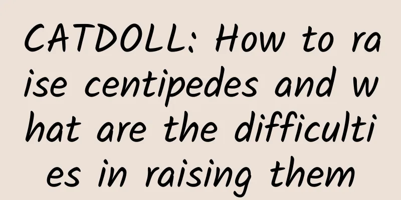 CATDOLL: How to raise centipedes and what are the difficulties in raising them