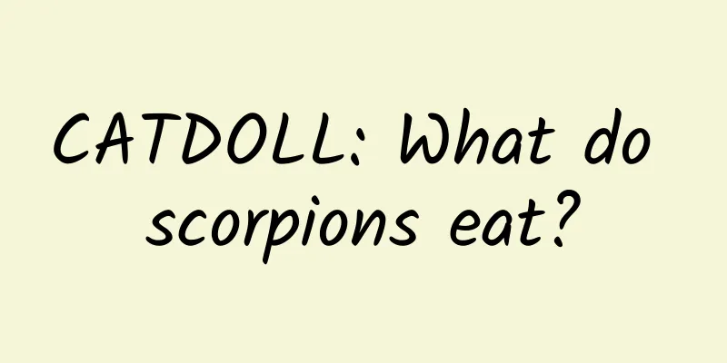 CATDOLL: What do scorpions eat?