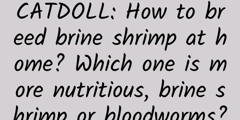 CATDOLL: How to breed brine shrimp at home? Which one is more nutritious, brine shrimp or bloodworms?