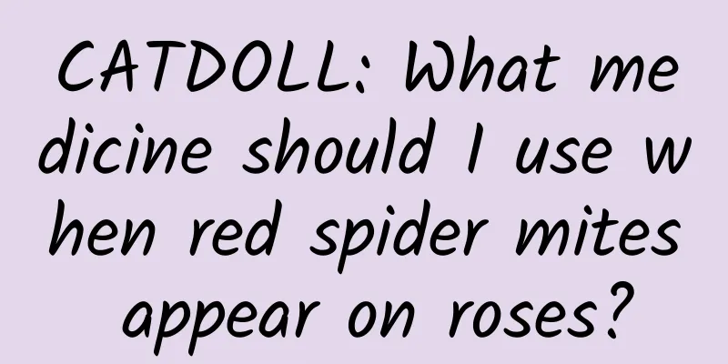 CATDOLL: What medicine should I use when red spider mites appear on roses?