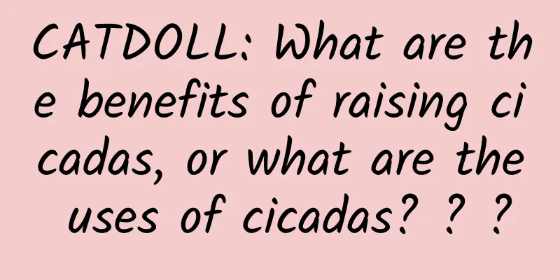 CATDOLL: What are the benefits of raising cicadas, or what are the uses of cicadas? ? ?