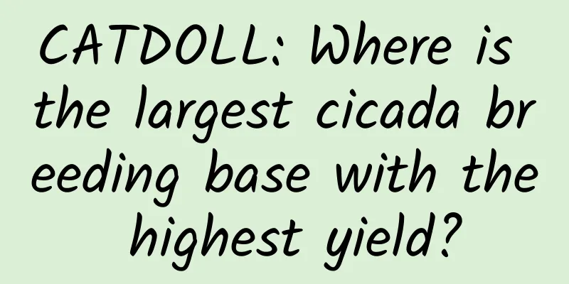CATDOLL: Where is the largest cicada breeding base with the highest yield?