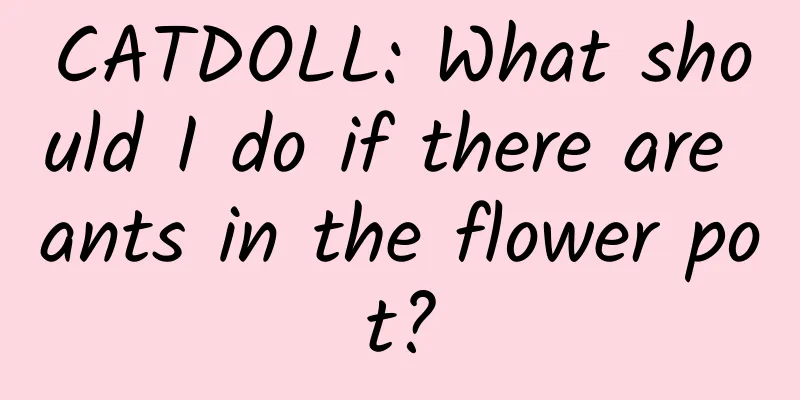 CATDOLL: What should I do if there are ants in the flower pot?