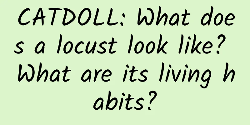 CATDOLL: What does a locust look like? What are its living habits?
