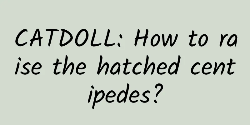 CATDOLL: How to raise the hatched centipedes?