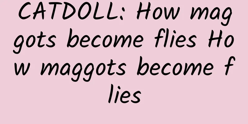 CATDOLL: How maggots become flies How maggots become flies