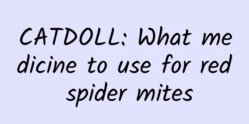 CATDOLL: What medicine to use for red spider mites