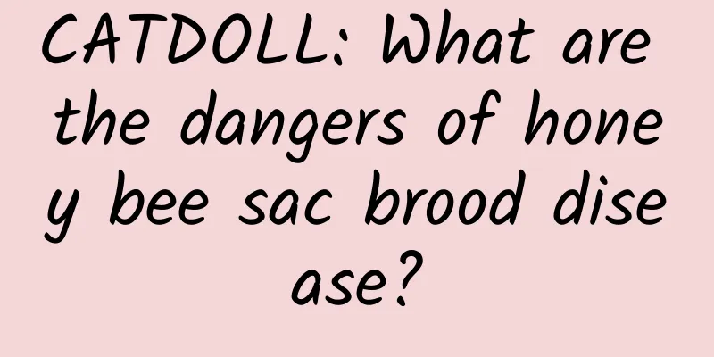 CATDOLL: What are the dangers of honey bee sac brood disease?