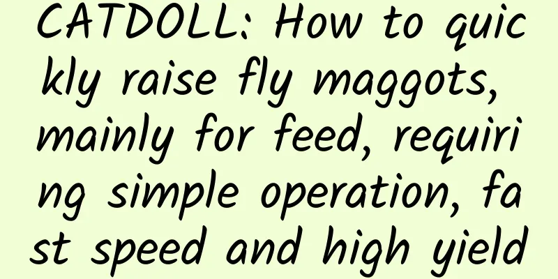 CATDOLL: How to quickly raise fly maggots, mainly for feed, requiring simple operation, fast speed and high yield