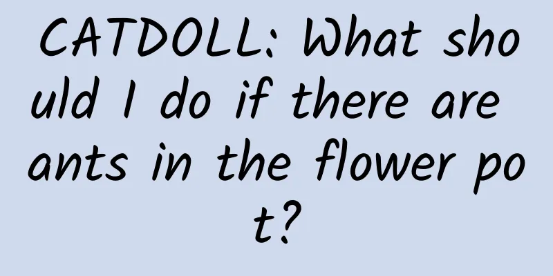CATDOLL: What should I do if there are ants in the flower pot?