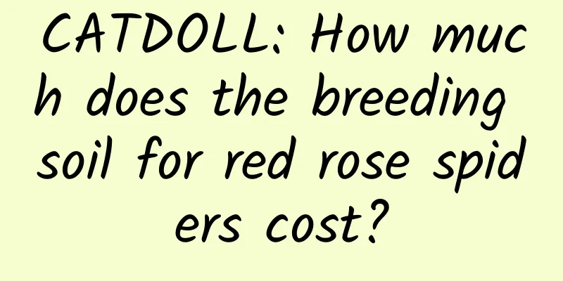 CATDOLL: How much does the breeding soil for red rose spiders cost?